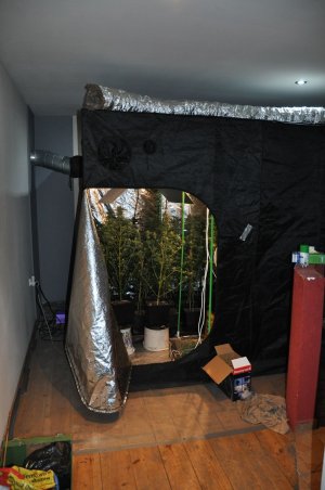 Hodowla marihuany w mieszkaniu