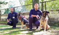 Policjanci z Mazowsza wraz z psami służbowymi wzięli udział w Mistrzostwach Kynologicznych Policji