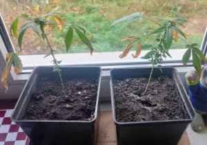 Dwie doniczki z roślinami konopi
