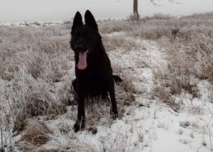 Zdjęcie przedstawia czarnego psa służbowego siedzącego na zaśnieżonej łące