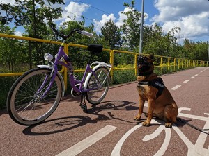 Rower oraz pies.