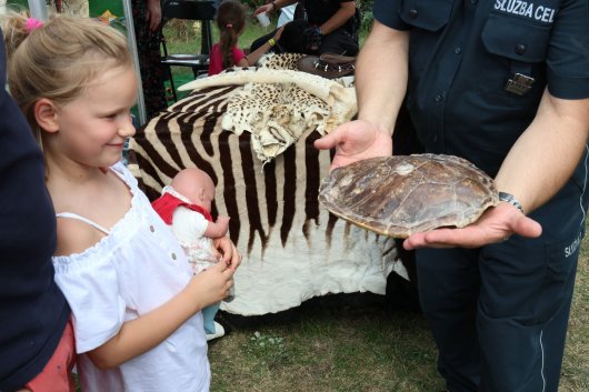 Dziewczynka ogląda skorupę żółwia którą zatrzymała z przemytu Krajowa Administracja Skarbowa.